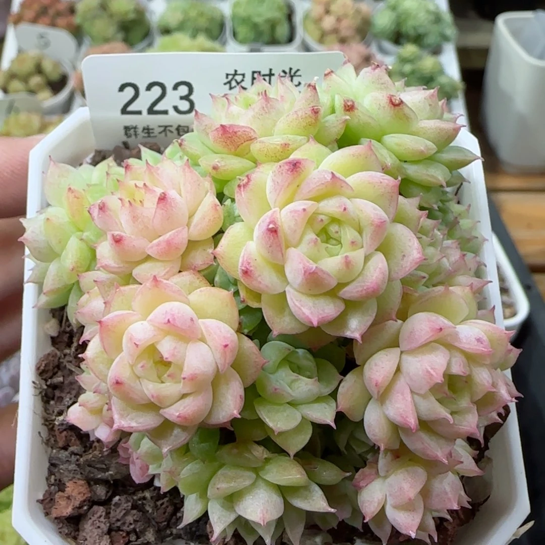 【闪购商品】1101-223麦杆