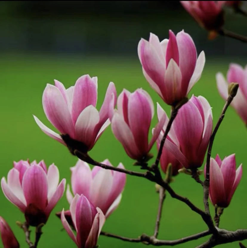 如意玉兰盆景苗盆栽花卉开花植物带花苞别墅绿化庭院耐寒耐旱室外