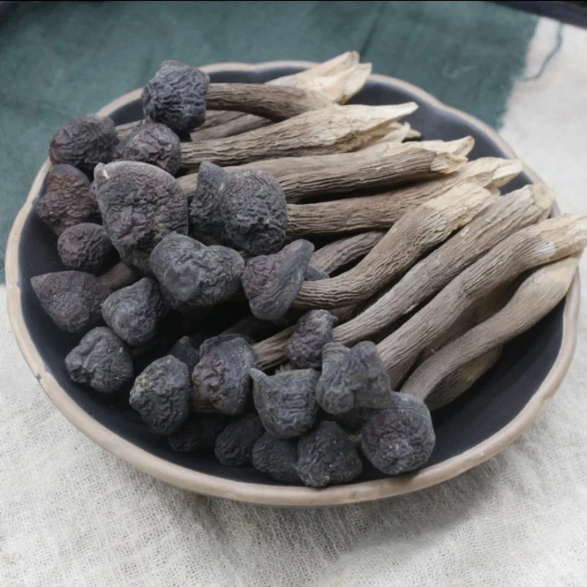 云南土特产【黑鸡纵菌】