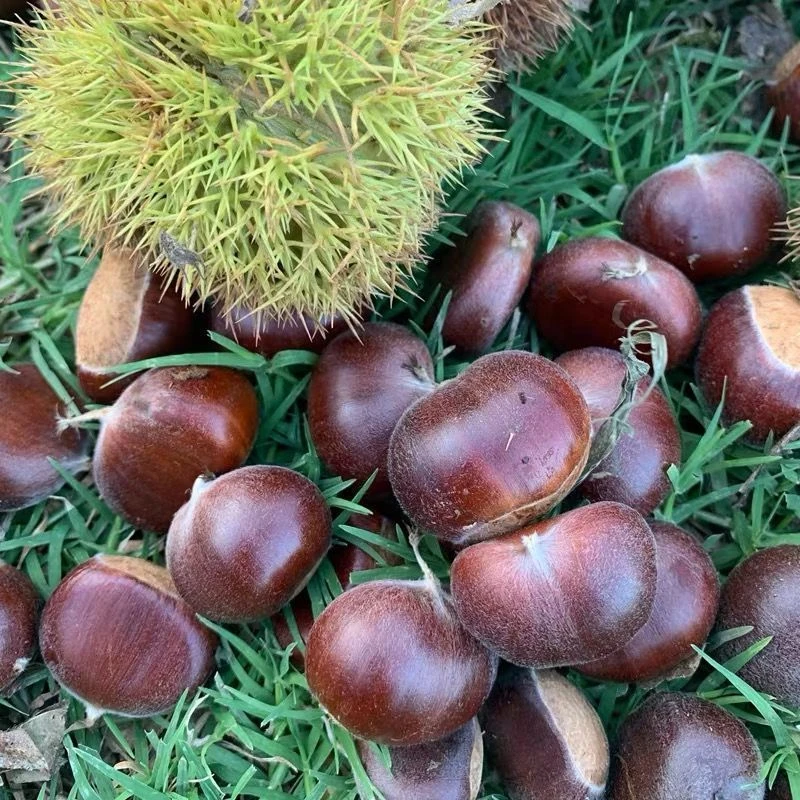 大板栗树苗【抢！19.8元2棵】盆栽南北方地栽特大栗子苗庭院树苗