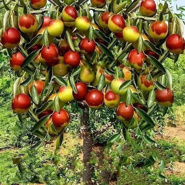 【抢！19.8元2棵】大荔冬枣树苗枣树苗特大脆甜大果树苗南北方种植