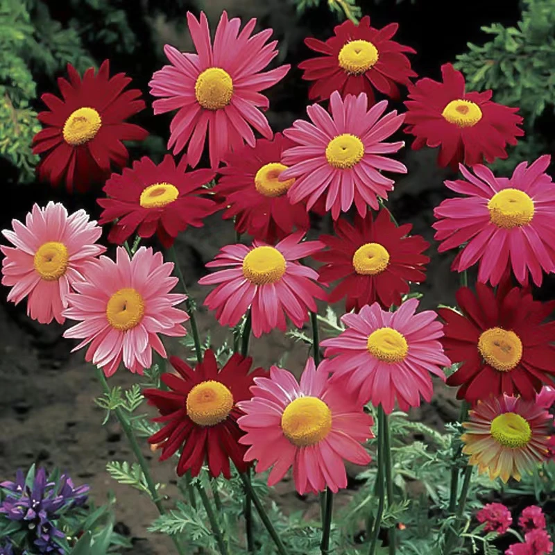 除虫菊种子防蚊驱虫草种籽多年生可切花室外阳台盆栽四季播种