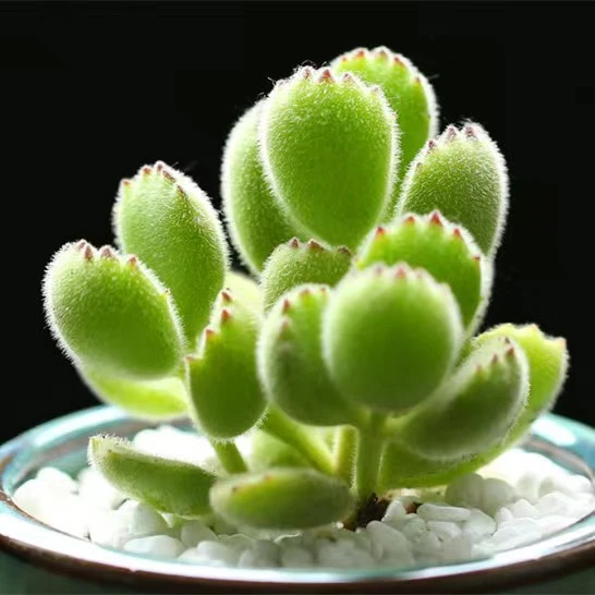 熊童子小白熊多肉植物盆栽多头老桩新品种植大盆栽肉品种好养批发
