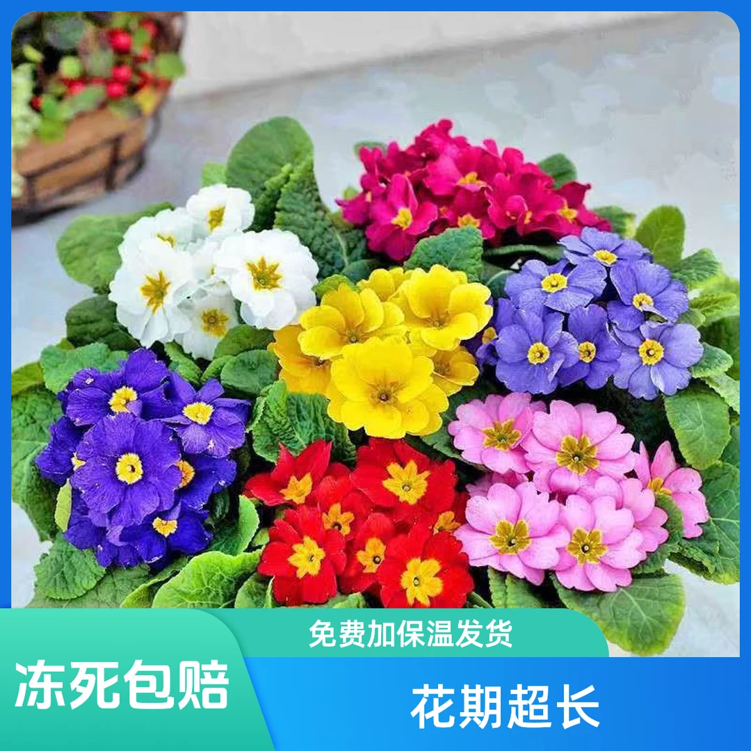 【欧洲报春花】冻死包赔大花报春花耐寒盆栽室内外庭院装饰植物