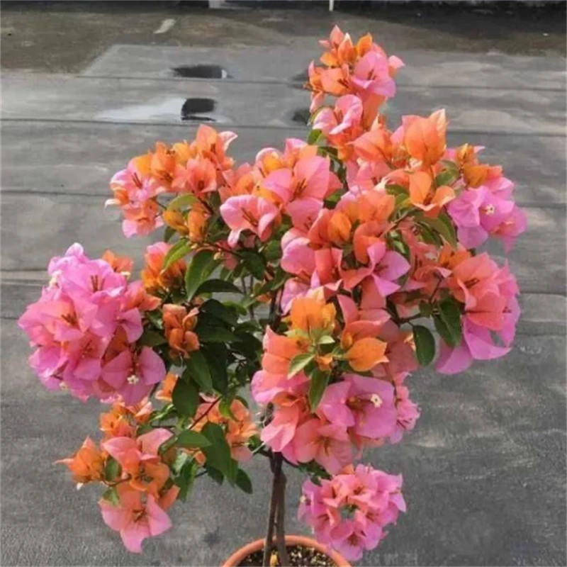 金发女郎三角梅带花发货