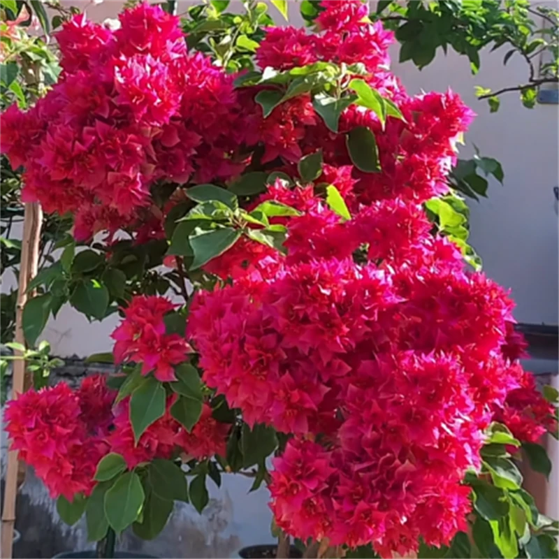 重瓣红三角梅带花发货