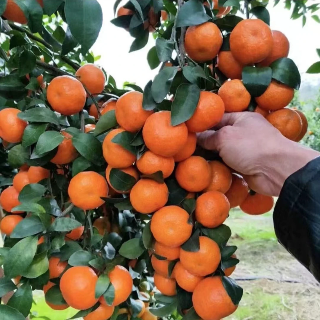 【正宗砂糖橘果树】金秋砂糖桔子苗庭院植物盆栽地栽阳台四季种植