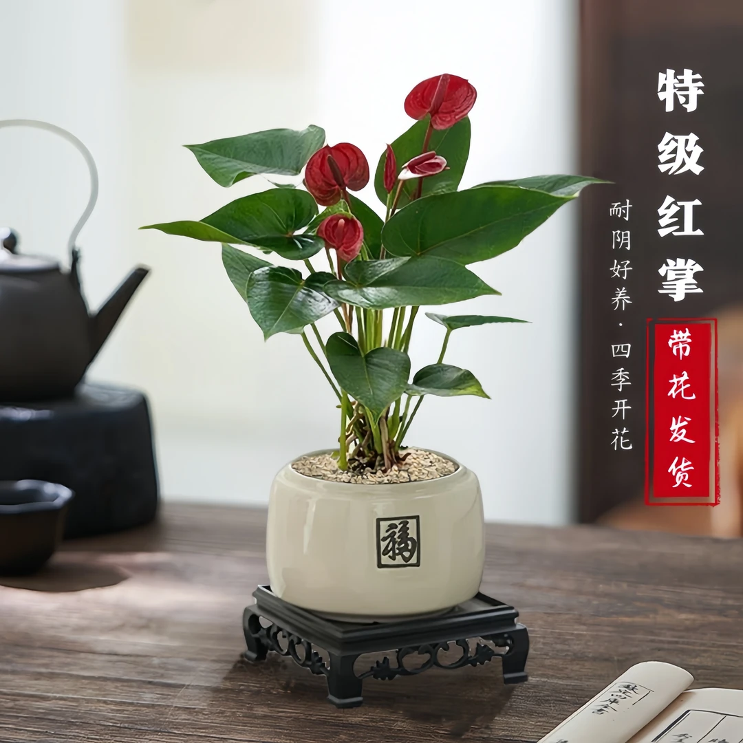 带盆土培红掌4- 6花带花苞观花植物水土两培植物观花四季开花盆栽