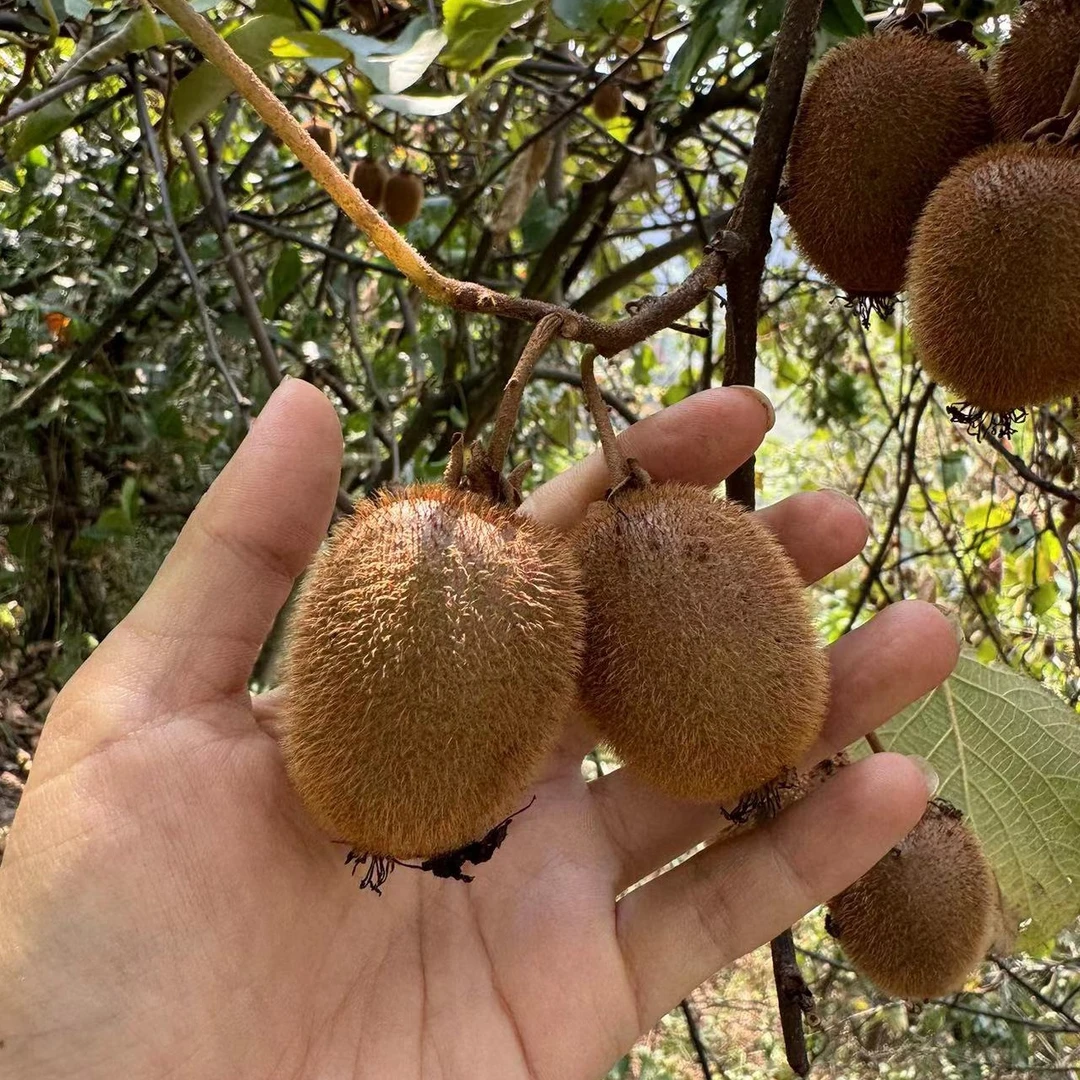 金佛山野生现摘猕猴桃中果以上5斤装