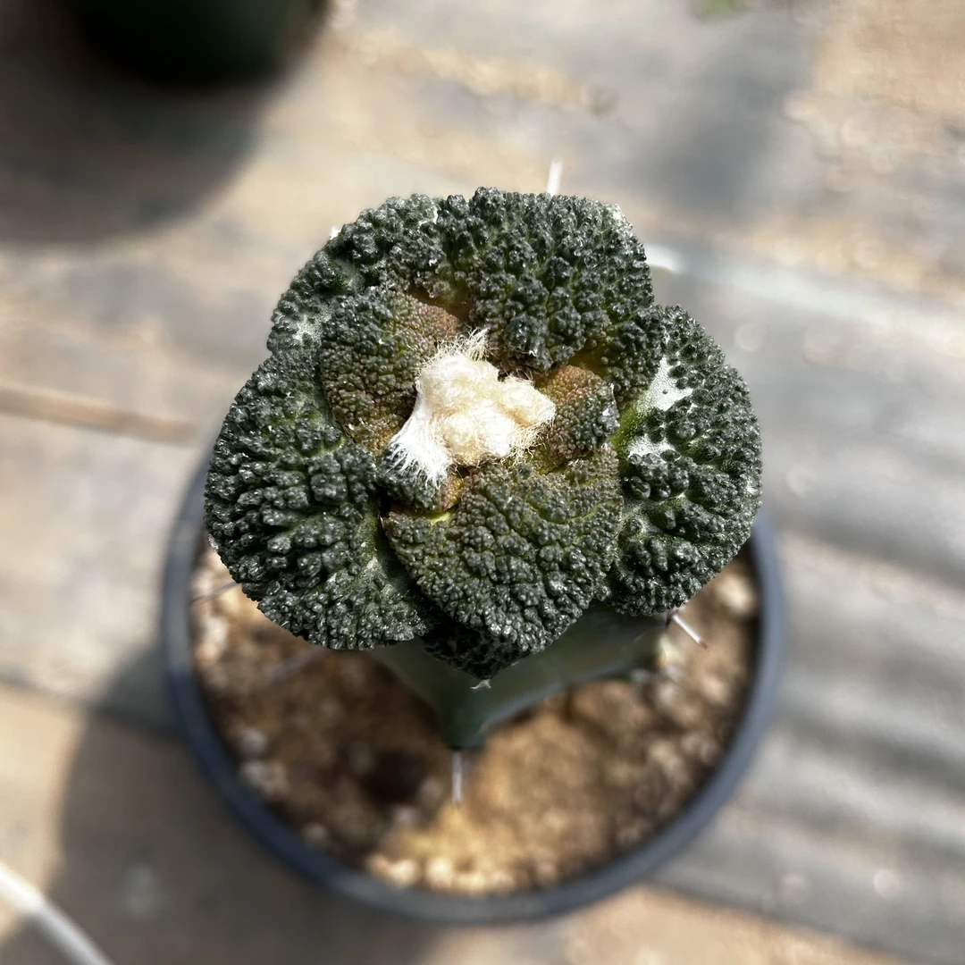 多肉植物 仙人掌 园艺种 哥斯拉 c19