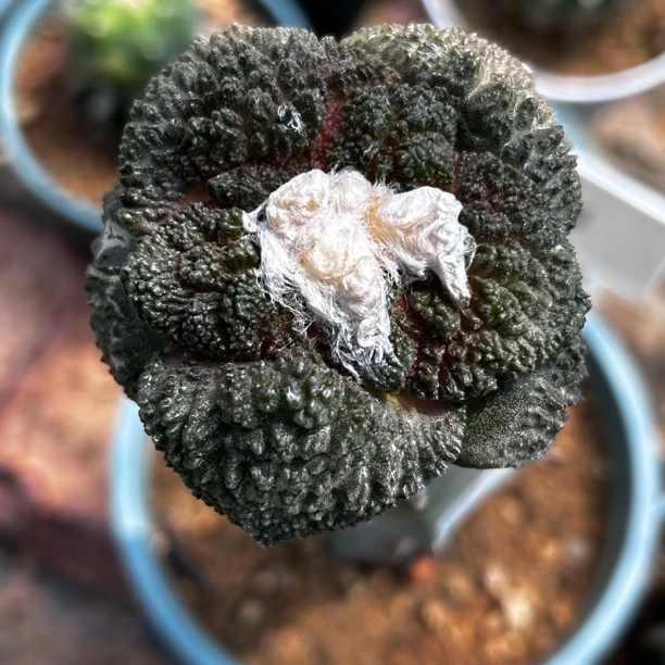 多肉植物 仙人掌 园艺种 哥斯拉 b21