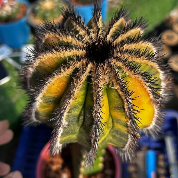 园艺仙人球/尤伯球锦/c7