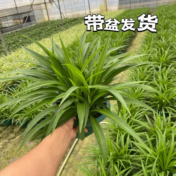 【超大盆】青叶吊兰盆栽绿叶垂吊防辐射空气净化吸甲醛庭院植物好养