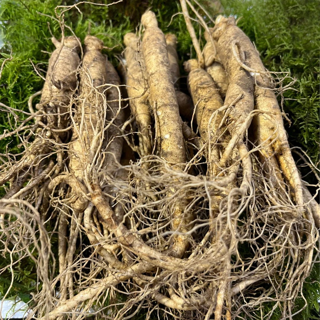 正宗长白山足年单只15g人参，根须分明中老年泡酒煲汤送人