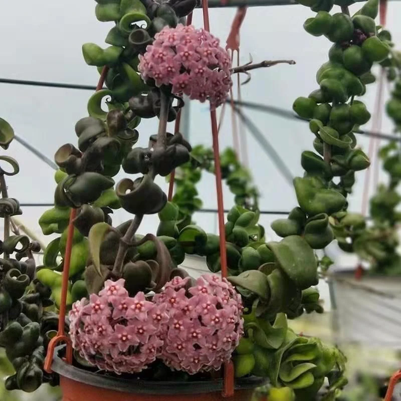植物花卉 卷叶球兰外锦  爬藤花卉室内盆栽球兰花苗 可以长非常长