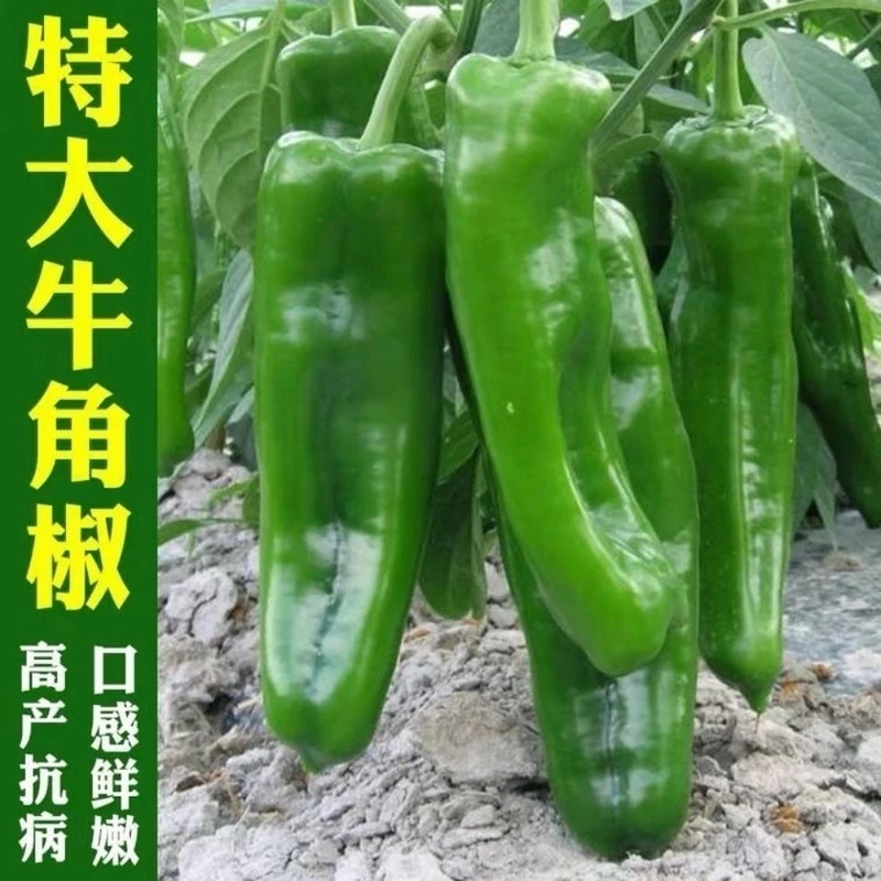 特大牛角椒种子青椒不辣款阳台庭院辣椒种籽微辣高产蔬菜种子四季