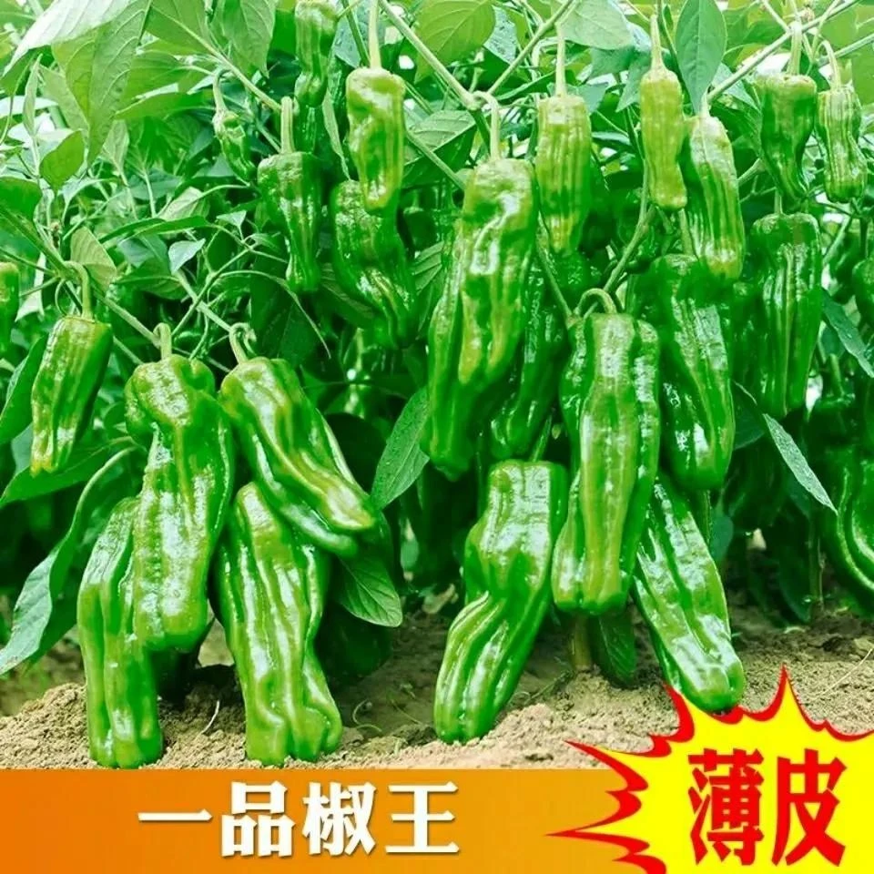 【薄皮辣椒种子】早熟辣椒蔬菜种籽四季青椒阳台盆栽皱皮辣椒种籽