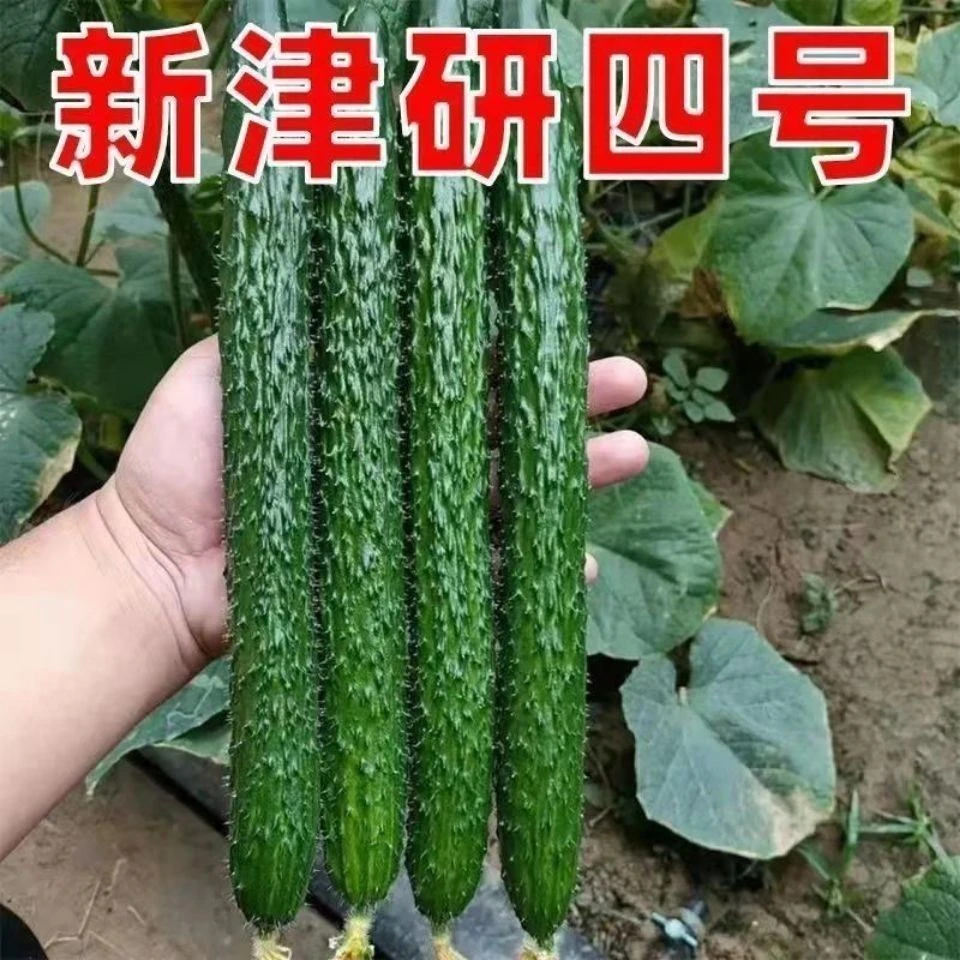 津研四号黄瓜种子抗病高温绿瓤绿刺甜脆嫩绿黄瓜节节有瓜绿皮黄瓜