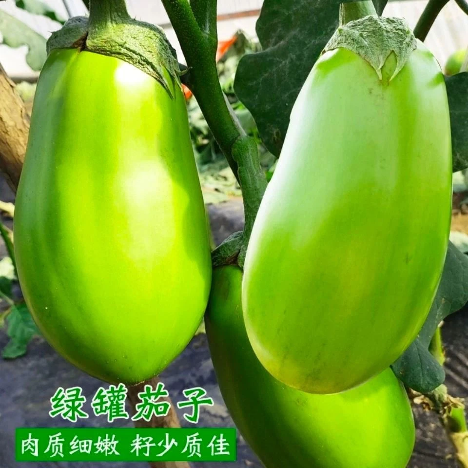 绿茄子种子绿罐圆茄种籽青长茄子籽菜种籽春夏季四季农家蔬菜种孑