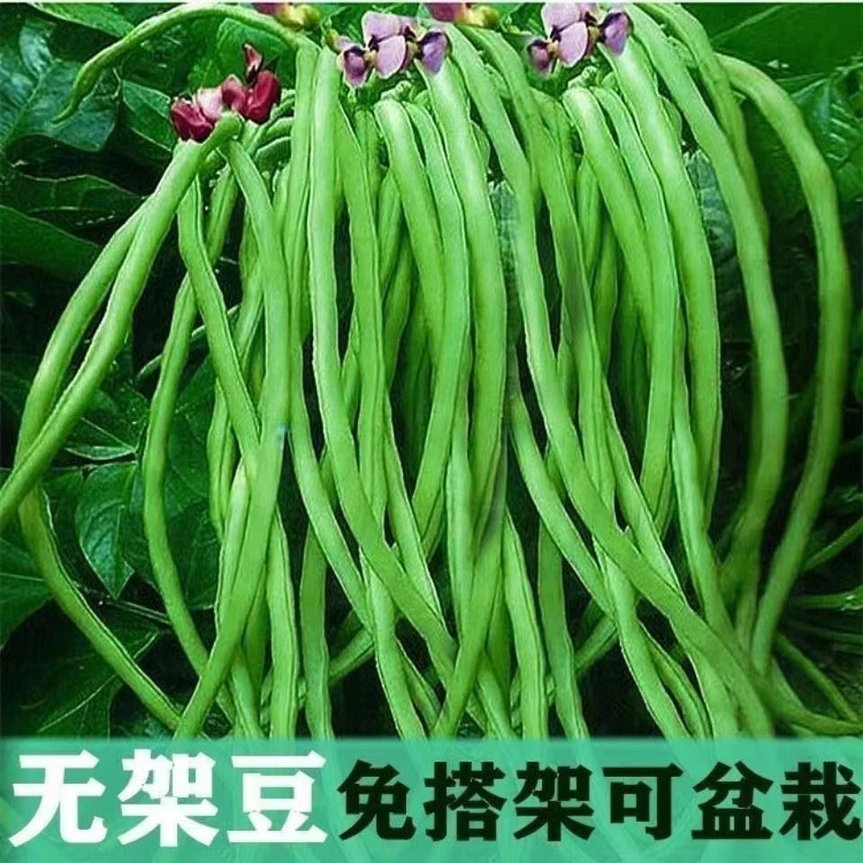 绿色菜种子摘不败无架长豆角种子不用搭架子的长豆角蔬菜种籽蔬