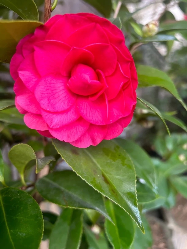 云南名品茶花十二学士