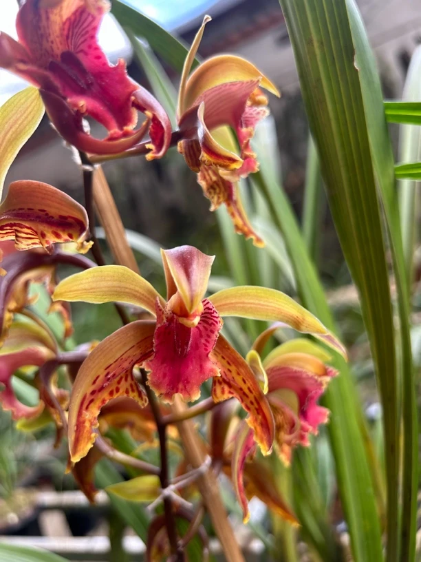 琥头兰花红素奇蝶