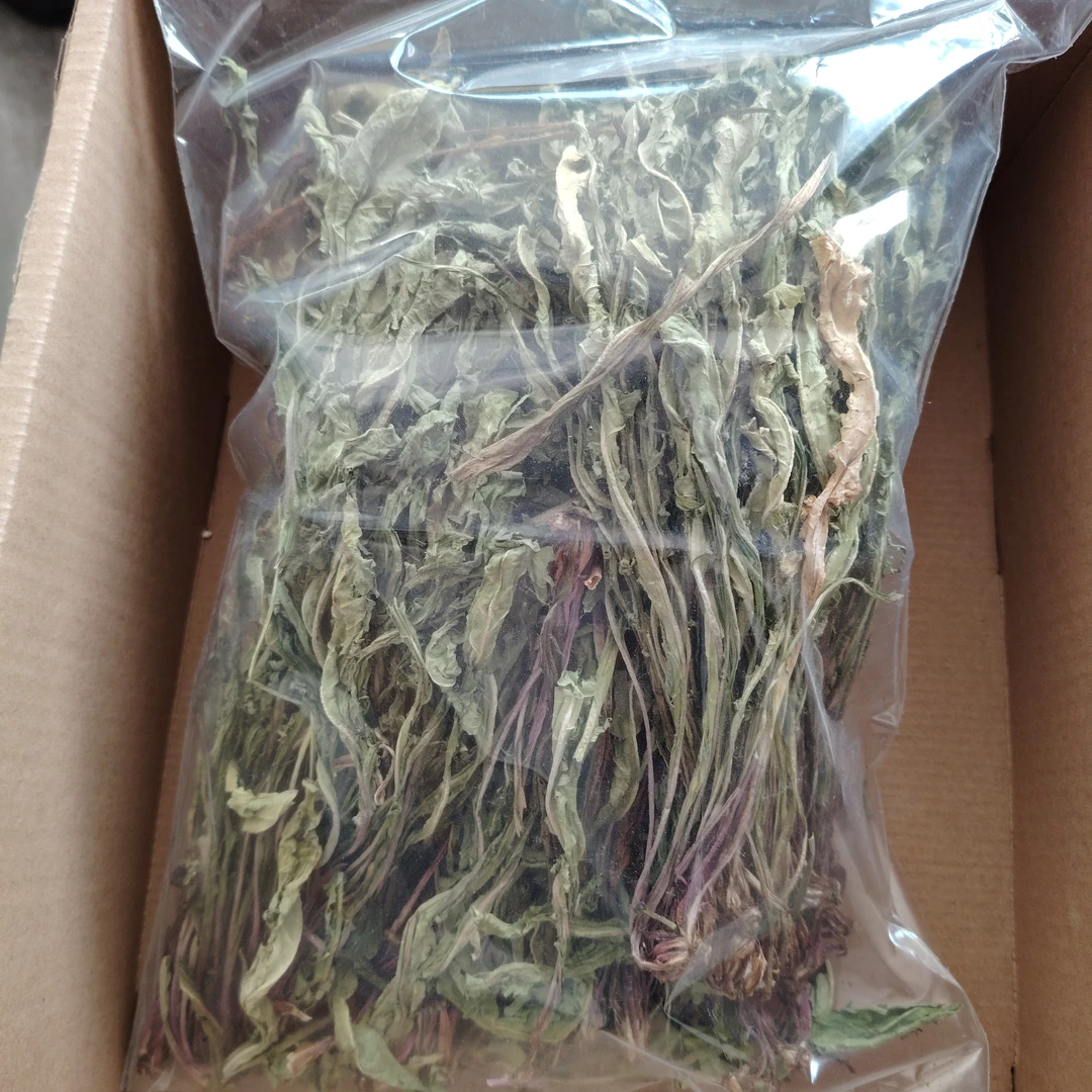 蒲 公 英 ，产地新疆哈密市巴里坤