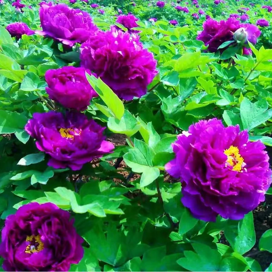 牡丹（紫如意）  牡丹基地，现挖现发【菏泽基地直发】绿植种植