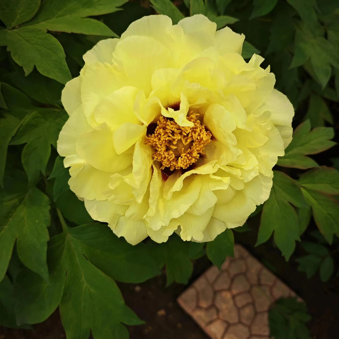 牡丹（黄芙蓉） 牡丹基地，现挖现发【基地直发】绿植种植