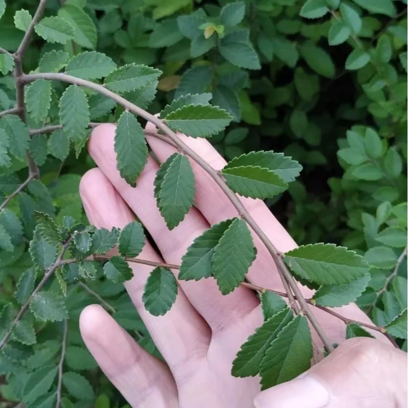 榆树苗 榆树小苗 白榆家榆 榆钱树 绿化树 别墅庭院 绿化工程树苗