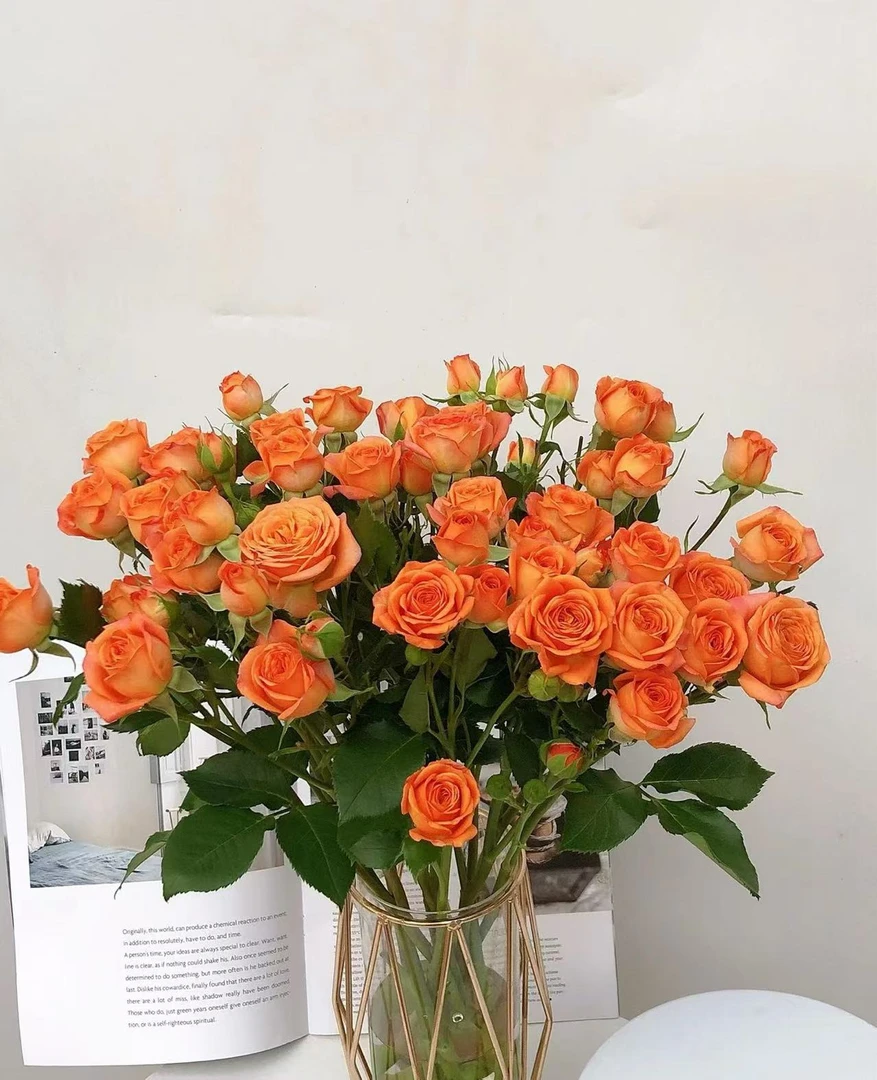 多头玫瑰橙色芭比  云南鲜花批发直播