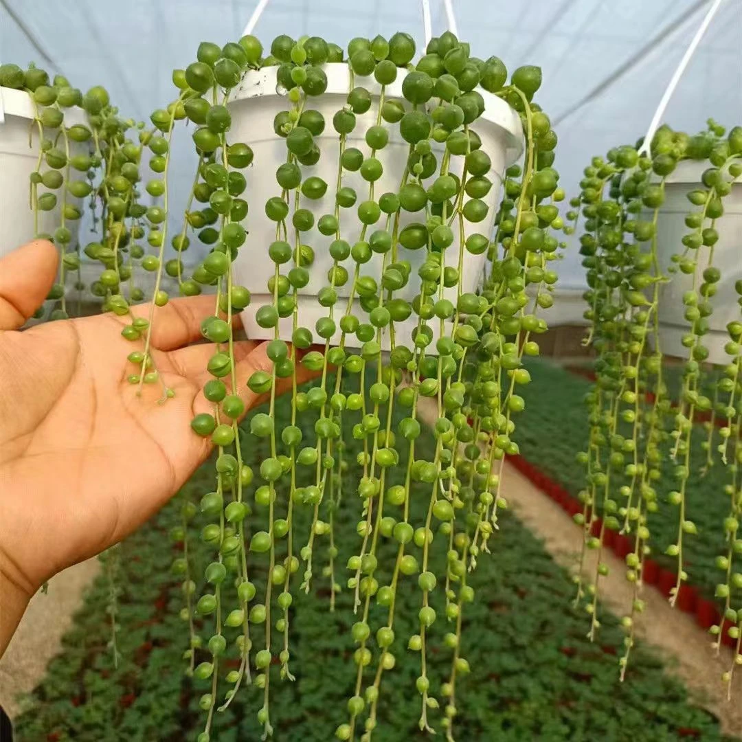 佛珠吊篮多肉植物垂吊型多肉室内办公室绿植盆栽【满9.9包邮】