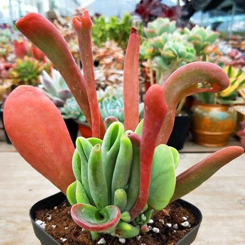 火狐狸多肉植物盆栽造型老桩多肉植物室内办公室绿植【满9.9包邮】