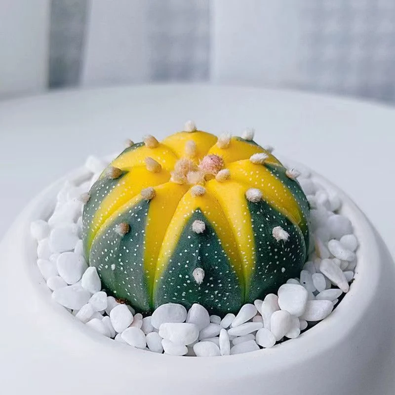 黄金兜锦仙人球西瓜球多肉植物办公室花卉绿植盆栽【满9.9包邮】