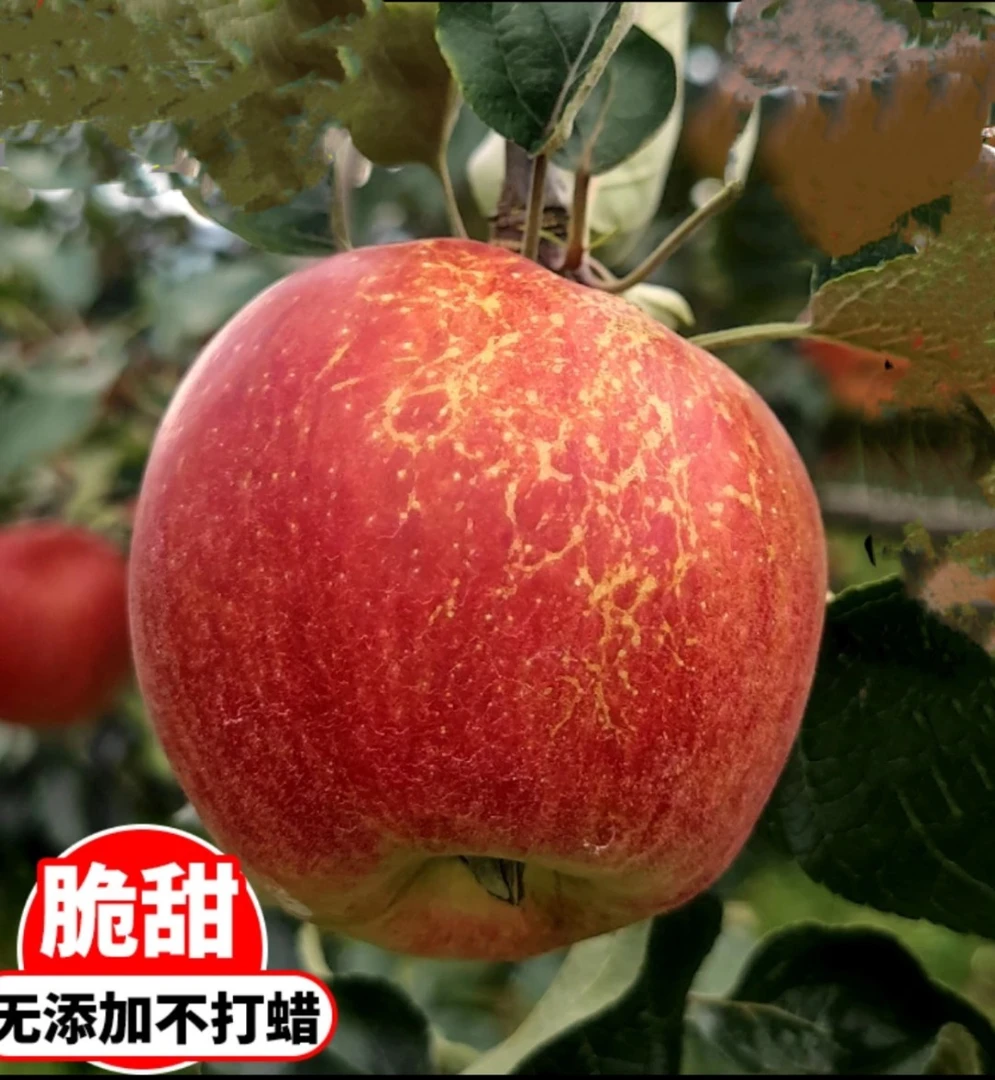昭通苹果、脆甜、糖心高原苹果冰糖心现摘现摘味道味道正宗细腻脆爽