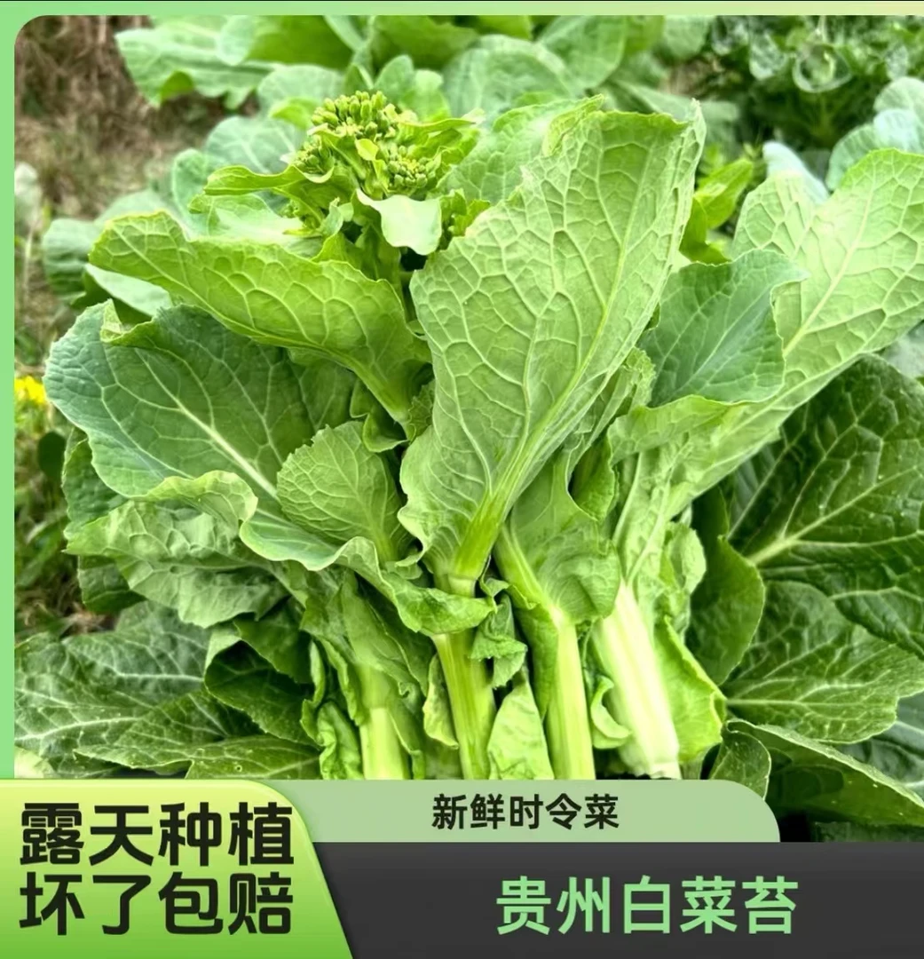 【鲜嫩菜苔】贵州新鲜白菜苔 当天现摘现发 泡沫箱发货 坏烂包赔