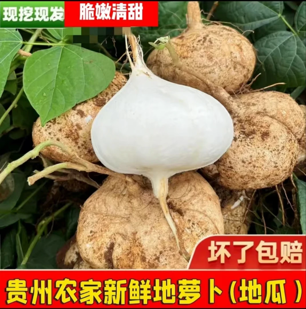 【顺丰包邮】正宗贵州安顺黄沙土种植地萝卜凉薯地瓜新鲜现挖