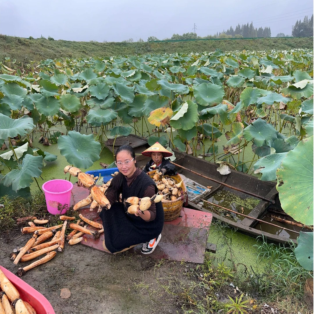（爆粉）藕煲汤藕粉莲藕藕新鲜藕面藕当天挖当天发白湖特产汤藕包邮