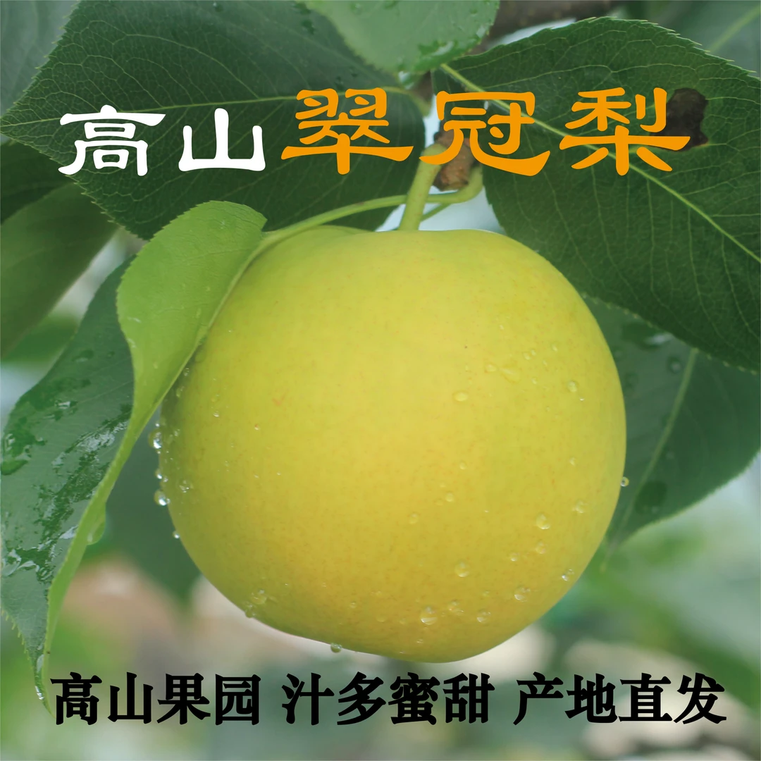 精选特大果高山翠冠梨鲜嫩脆甜新鲜采摘香甜可口细腻香脆爽口果园