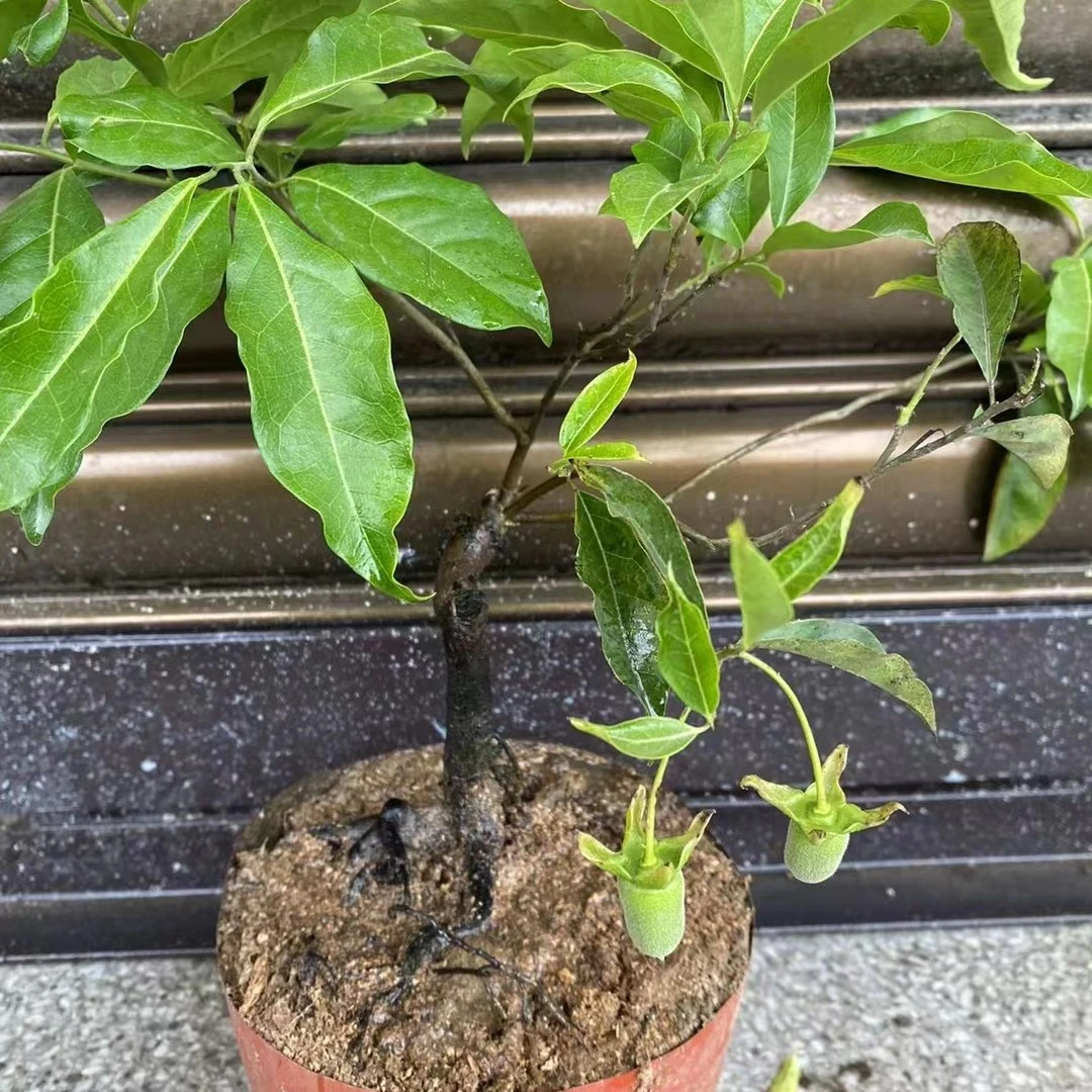金弹子拍拍用差价