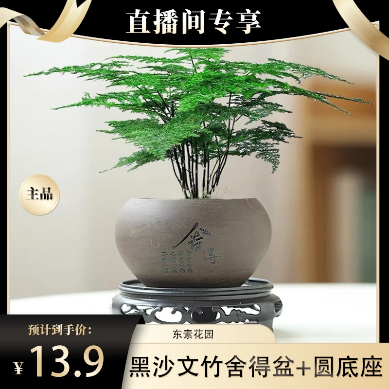 【达人专属】花伴水文竹盆栽植物室内净化空气办公室盆栽四季常青