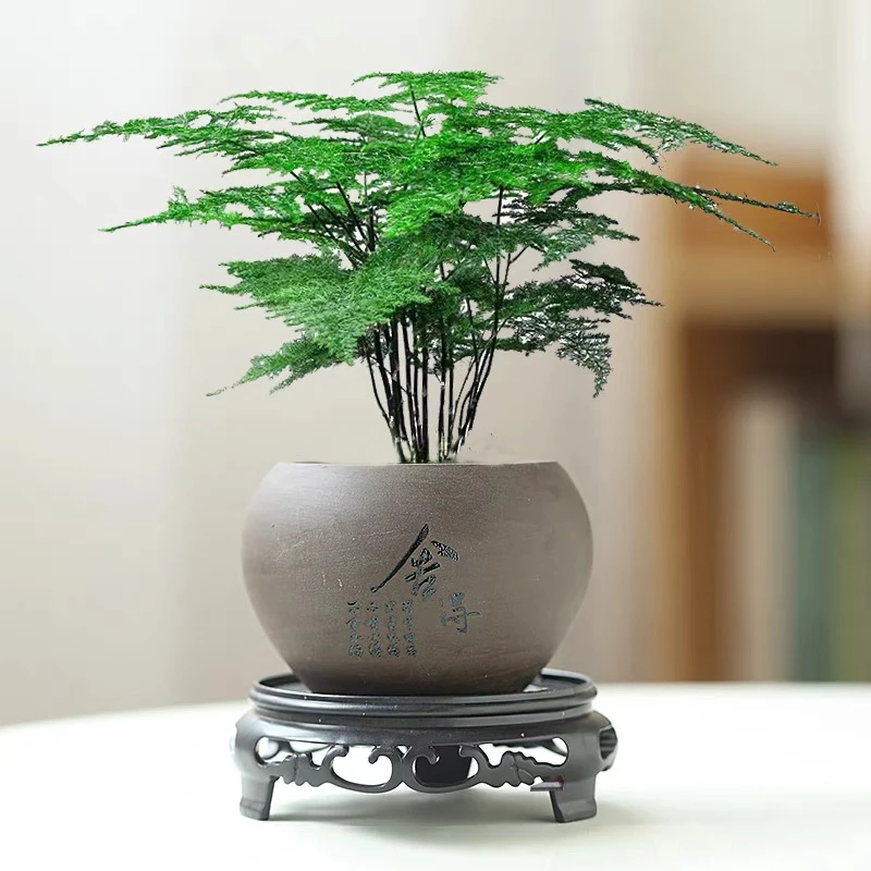 【宠粉福利】文竹盆栽植物室内净化空气办公室桌面好养盆栽四季常青