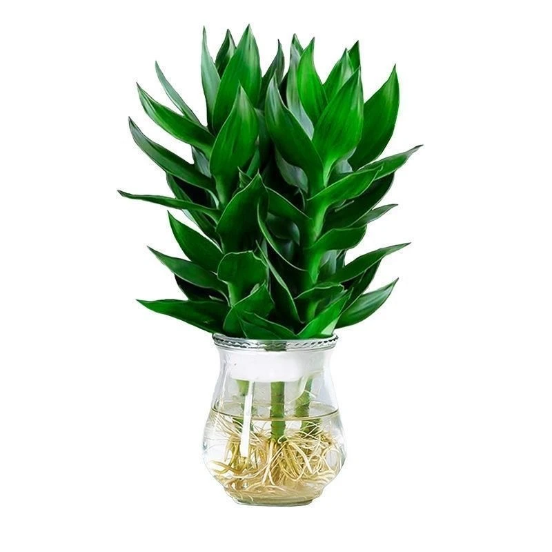 花伴水富贵竹观音竹水培绿植好养卫生植物盆栽DB004