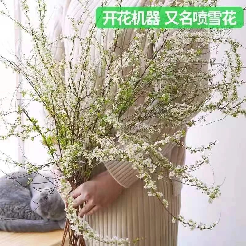 【C魅甄选】雪柳干枝鲜枝水养遇水开花冬季鲜花带芽干支水培植物