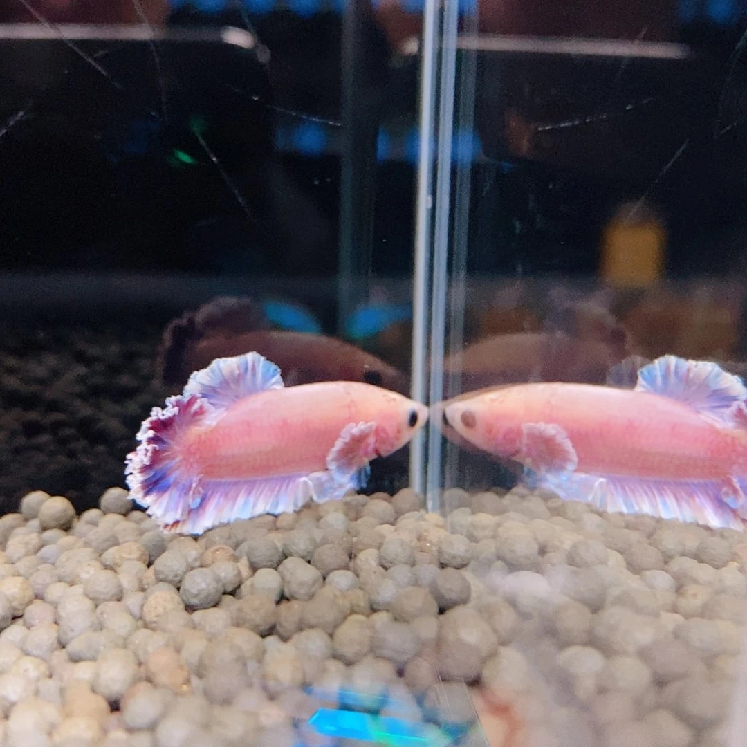 斗鱼热带鱼公cm346