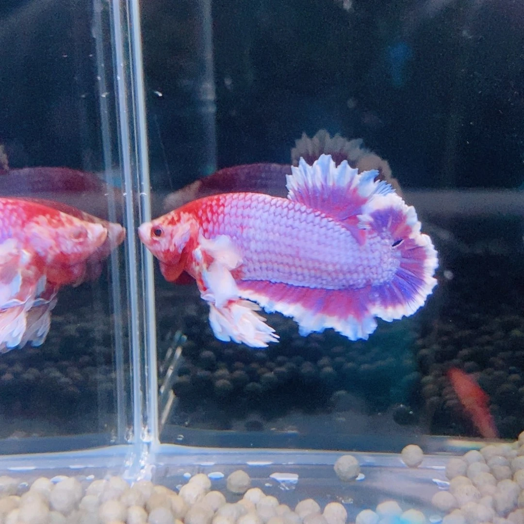 斗鱼热带鱼公cm319