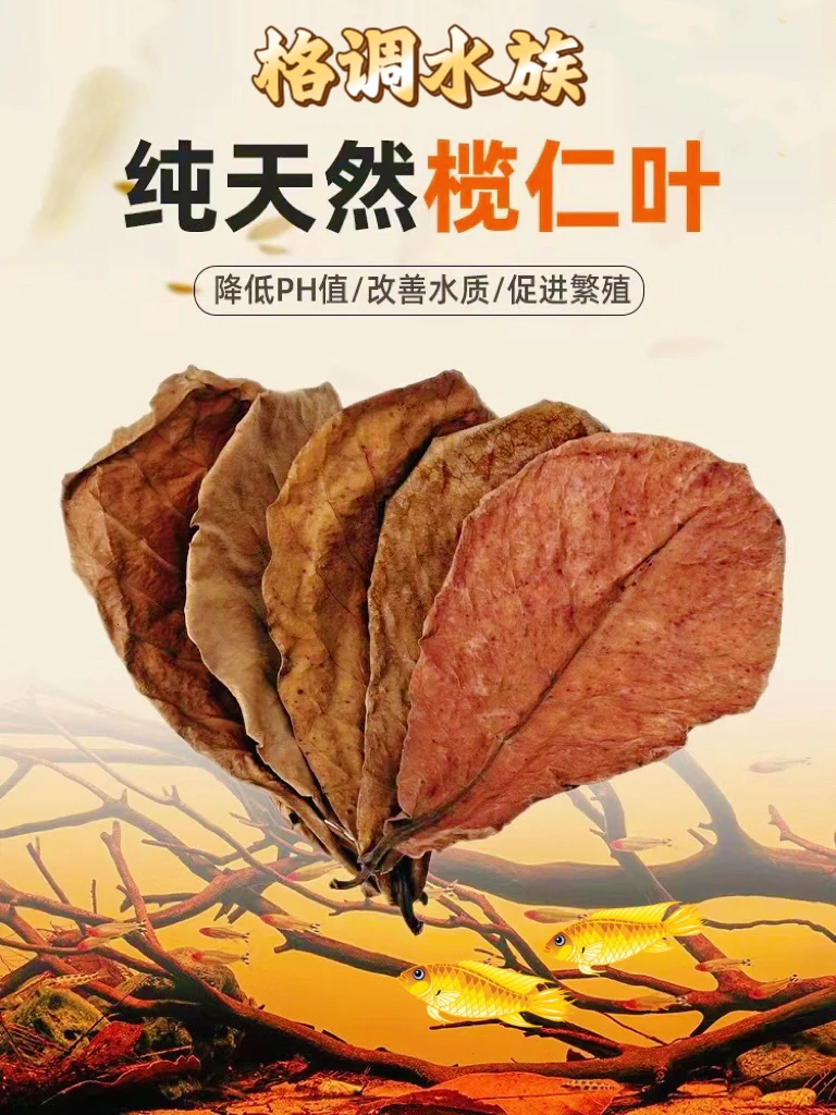 泰国斗鱼巨型斗鱼聚划算补差价邮费专区