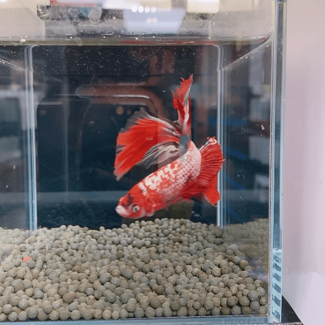 斗鱼热带鱼公cm……小**?112