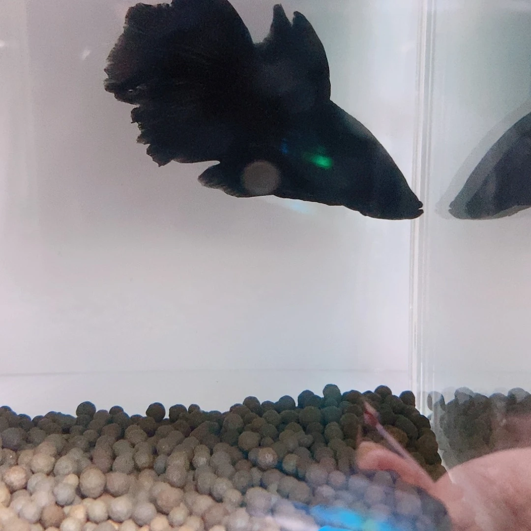 斗鱼热带鱼公cm192