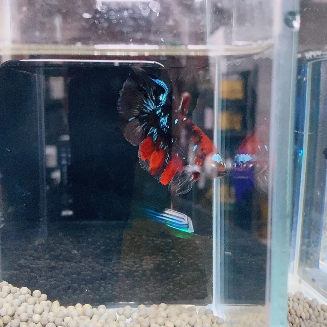 红嘴尖格鱼热带鱼公cm欧**斯264